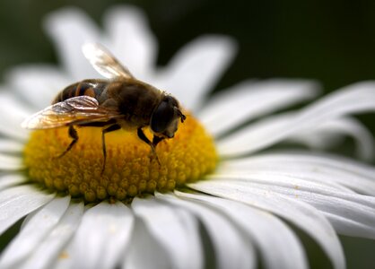 Work insecta nature