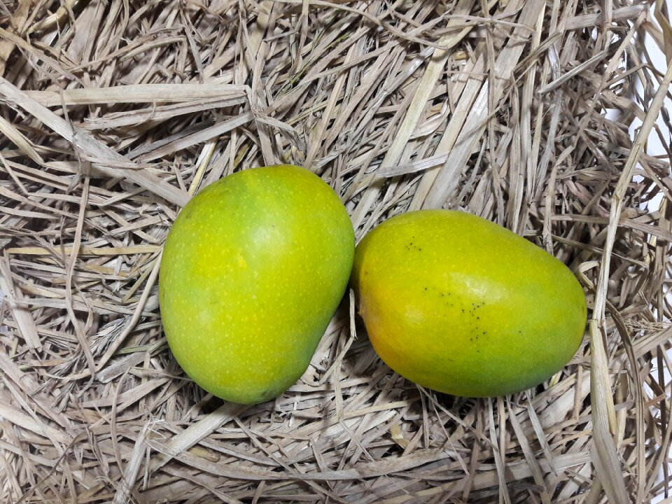 Mango mangos organic