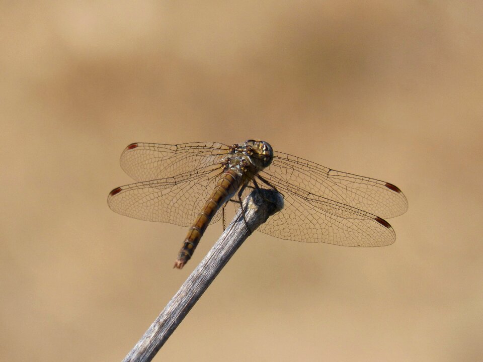 Branch sympetrum striolatum winged insect