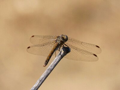 Branch sympetrum striolatum winged insect photo