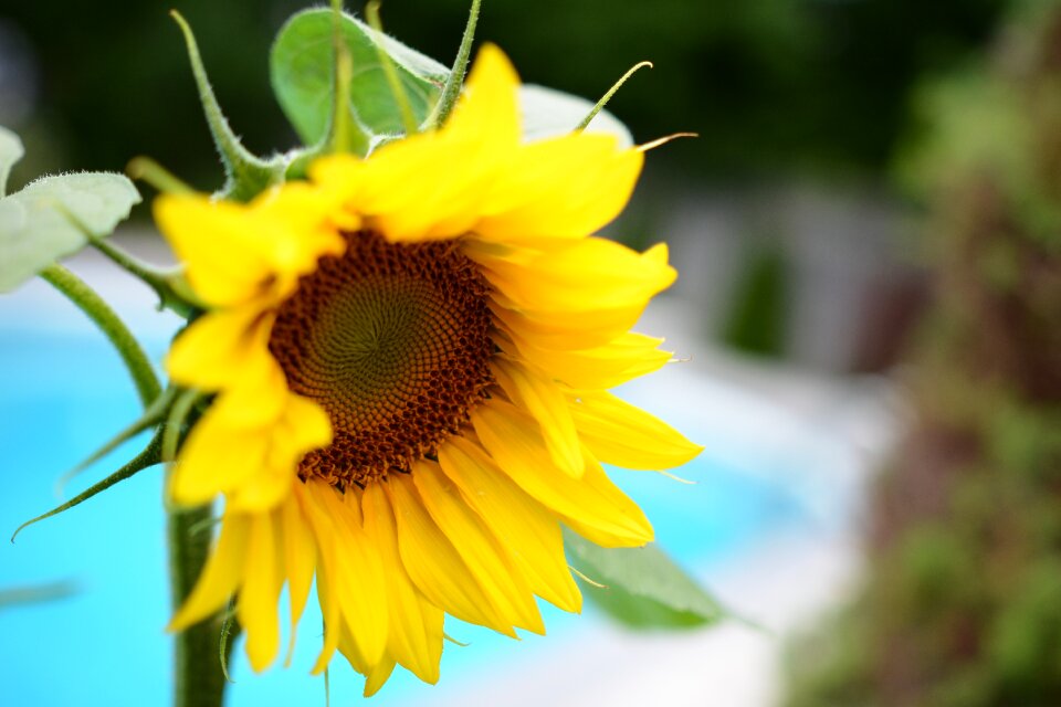 Sunflower flower yellow flower