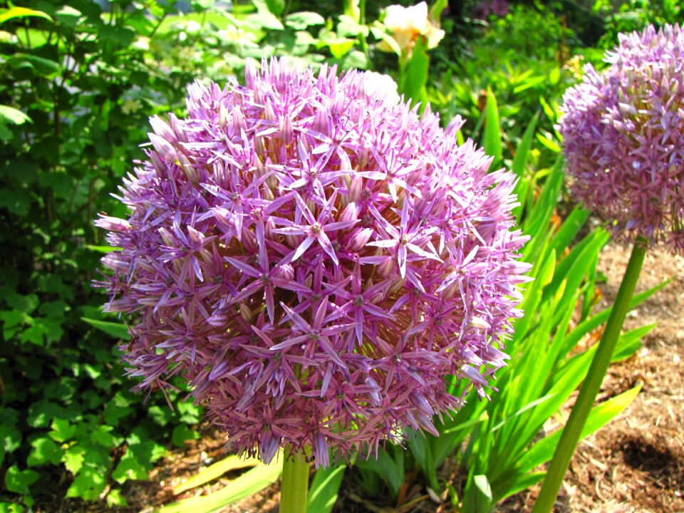 Blooming summer purple