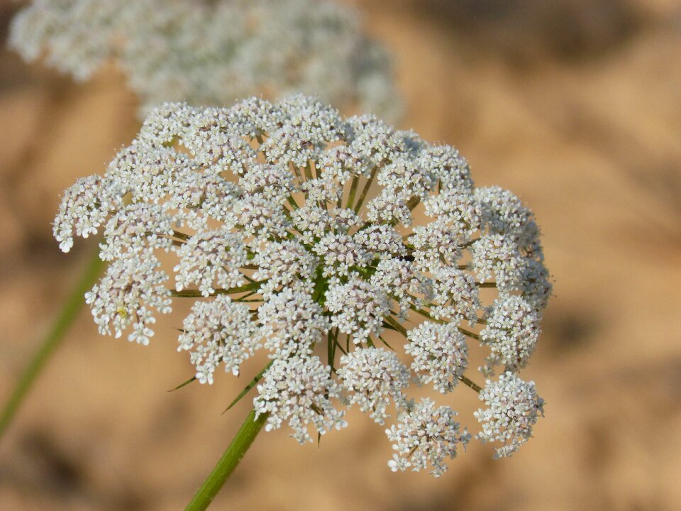 Green chervil composite flower cerfull bord