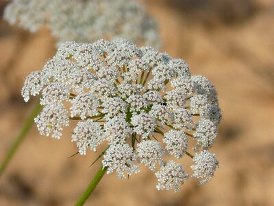 Green chervil composite flower cerfull bord