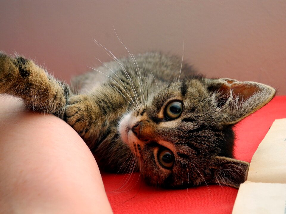 Domestic cat tomcat gray