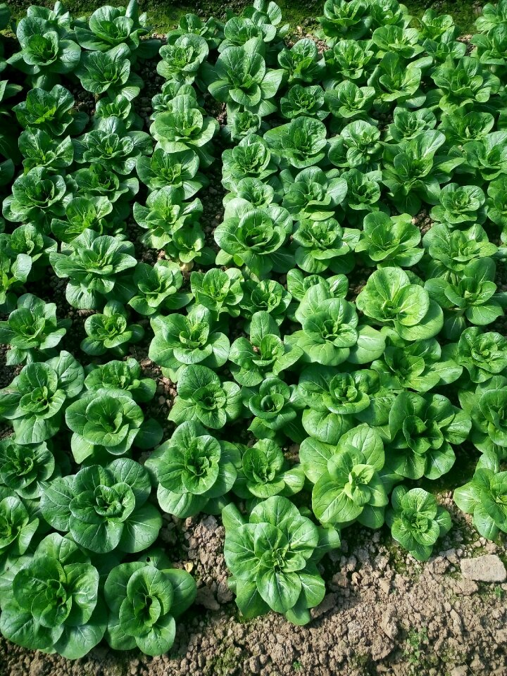 Vegetables short foot yellow green clean