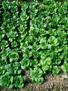 Vegetables short foot yellow green clean