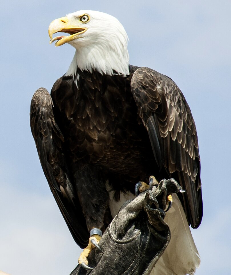 Raptor bird of prey bald eagle