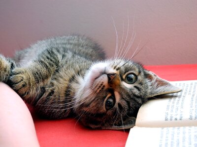 Domestic cat tabby pet