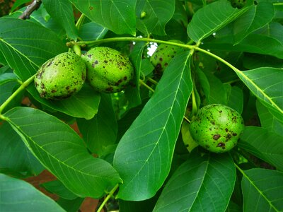 Grow walnut green photo