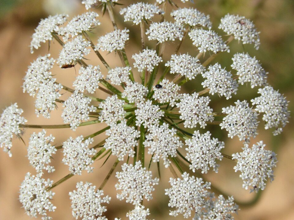 Green chervil composite flower cerfull bord