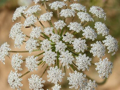 Green chervil composite flower cerfull bord