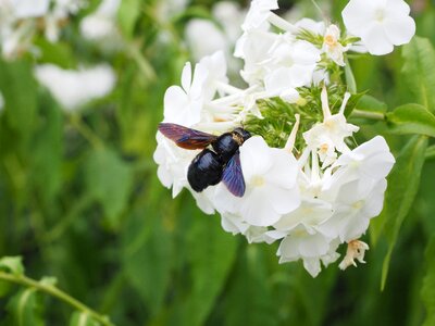 Xylocopa violacea bien carpenter bee photo