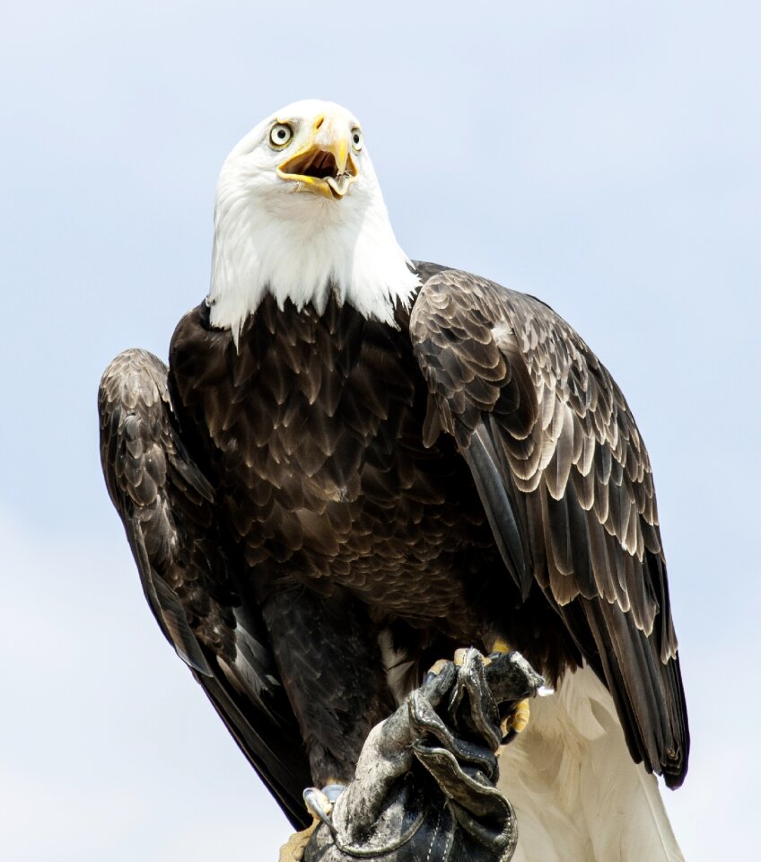 Bald eagles bird bird of prey