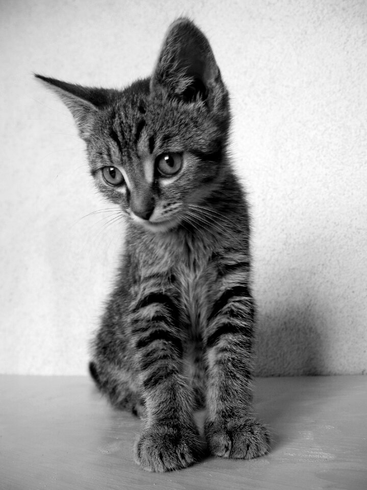 Black and white cat tomcat domestic cat