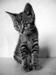 Black and white cat tomcat domestic cat