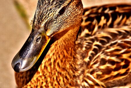 Duck bird nature bird