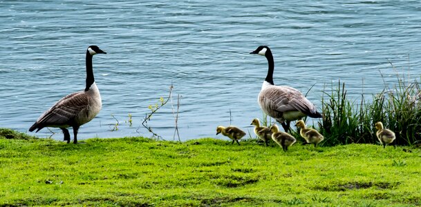 Goslings young nature photo