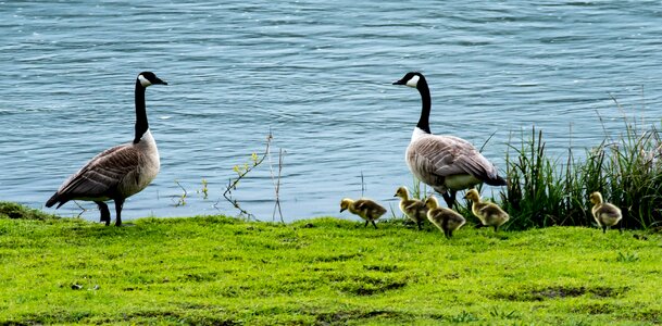Goslings young nature