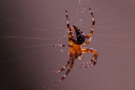 Cobweb spider macro close up photo