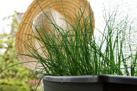 Plant spice culinary herbs