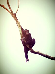 Relaxing ape trees photo