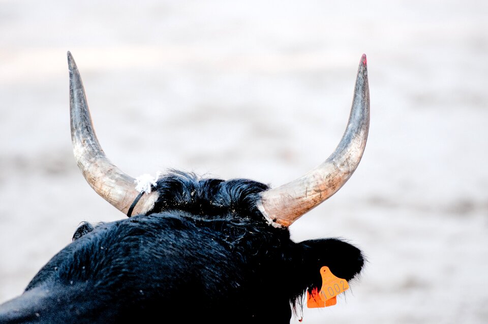 Camargue race horn cowhide