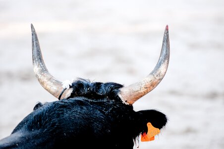 Camargue race horn cowhide