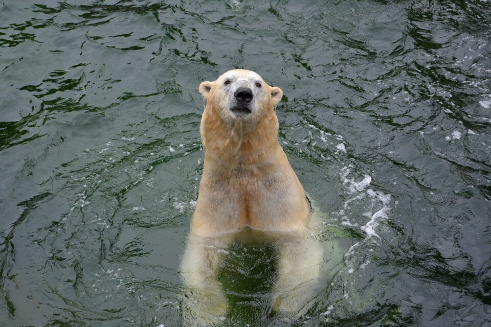 Water predator bear