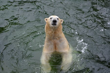 Water predator bear