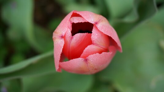 Pink tulip blooms photo
