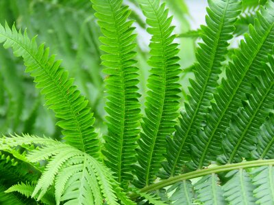 Leaf foliage palm photo