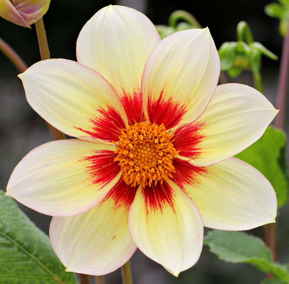 Bloom white red