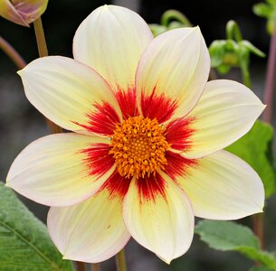 Bloom white red