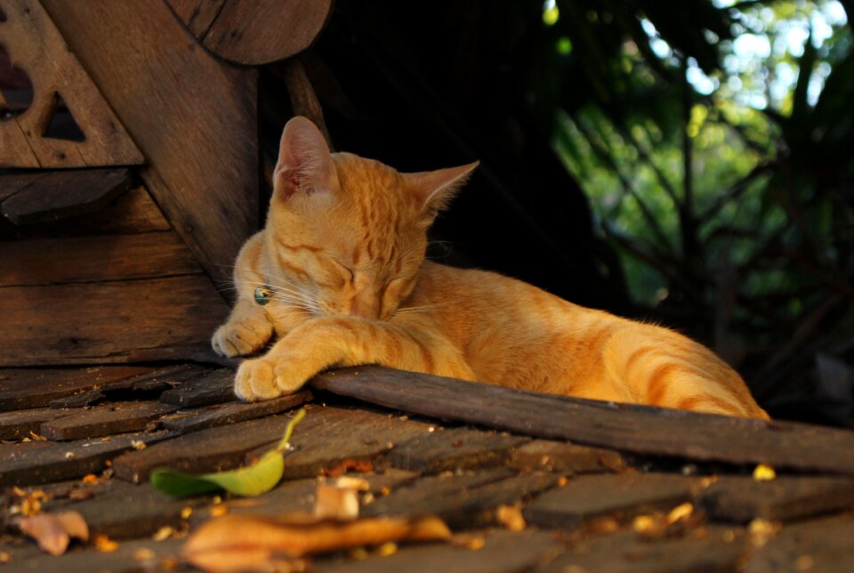 Pet cute domestic