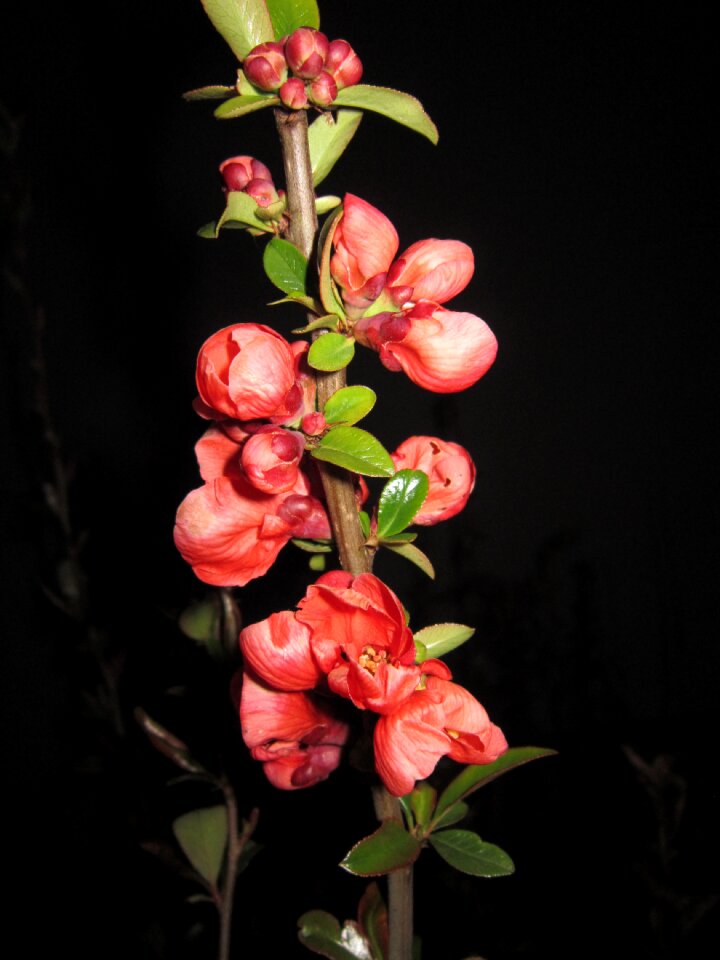 Bush branch flowering twig
