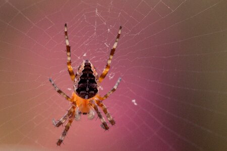 Cobweb spider macro close up photo