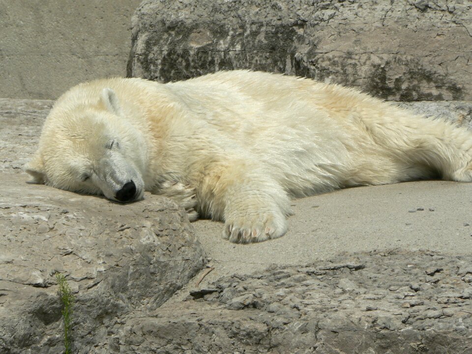 Animal relaxation bliss