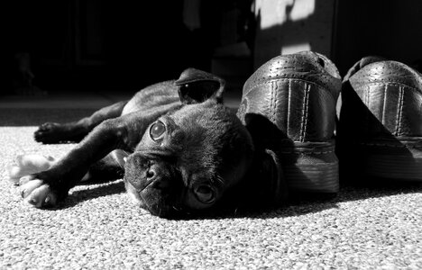Puppy relaxing gray relax