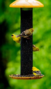 Migrating yellow finches