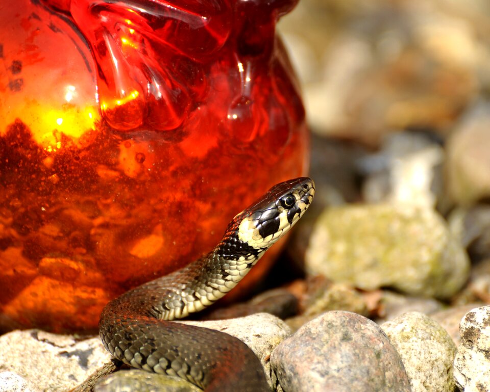 Nature water snake garden