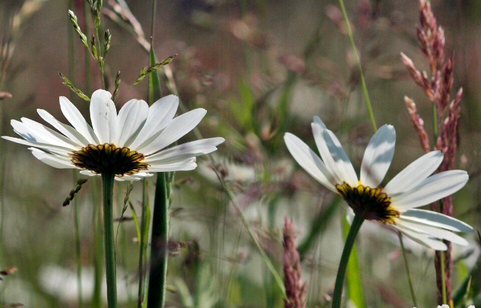 Grass white meadow