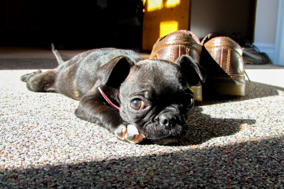 Cute puppy relaxing