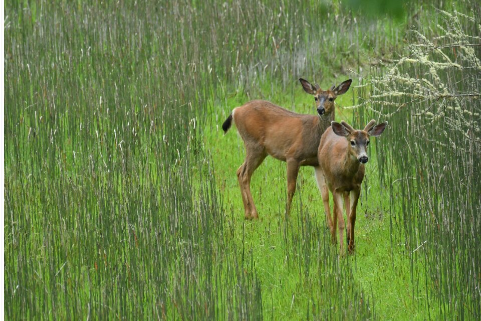 Mammals animal nature