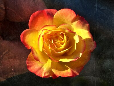 Grunge texture beauty