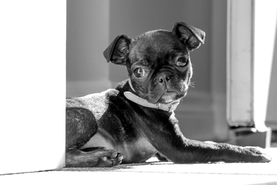 Puppy relaxing gray relax