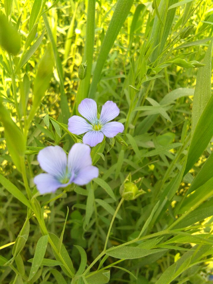 Flower green leaves shape