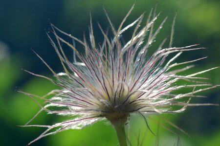 Flower nature common pasque flower