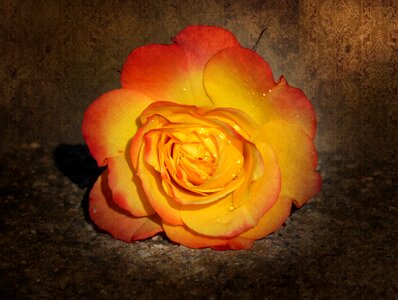 Grunge texture beauty