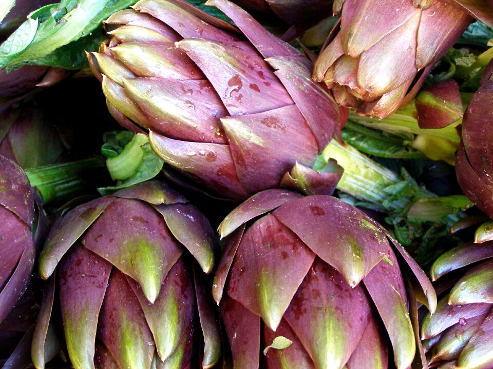Healthy food artichoke plant